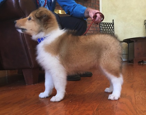 Thunder 8wk Thunder 8wk
